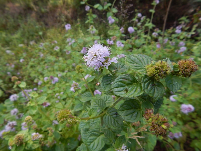 Mentha aquatica / Menta acquatica